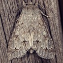 9200 American Dagger (Acronicta americana)