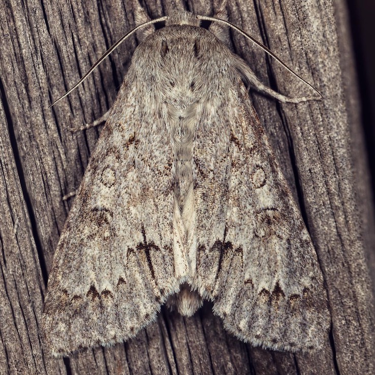 9200 American Dagger (Acronicta americana)