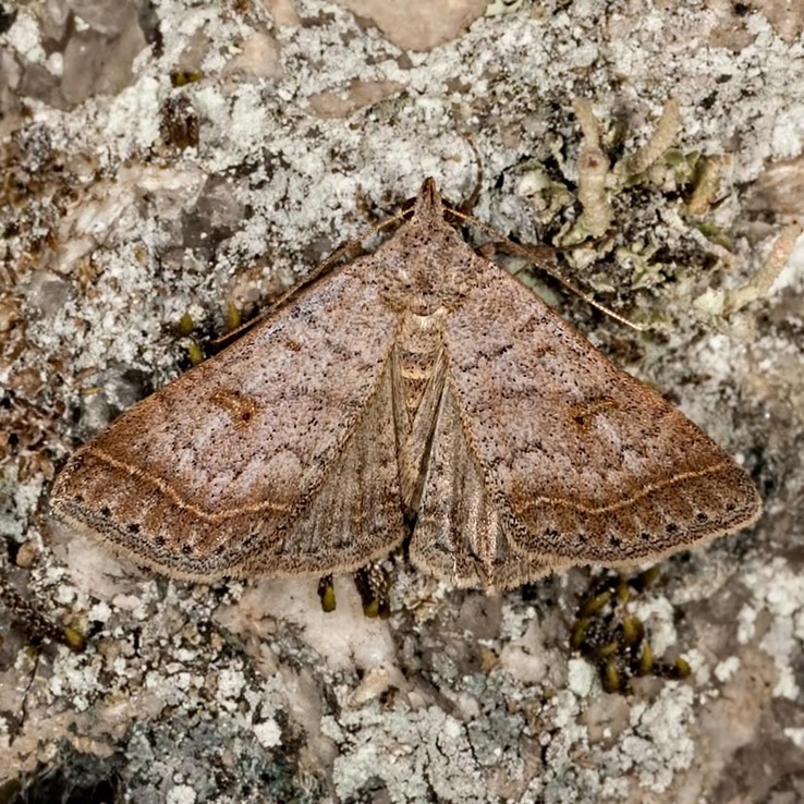 8370 Bent-winged Owlet (Bleptina caradrinalis)