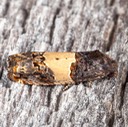 3184.1 Epiblema glenni