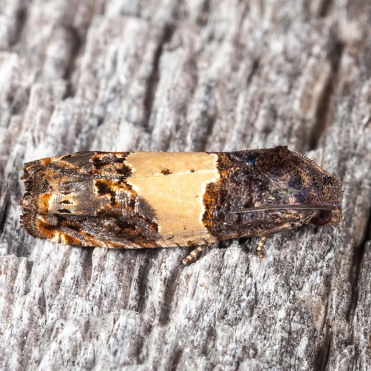3184.1 Epiblema glenni
