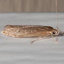 1515 Shy Cosmet Moth (Limnaecia phragmitella) 