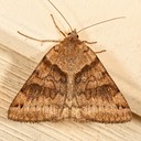 8738 Clover Looper (Caenurgina crassiuscula)