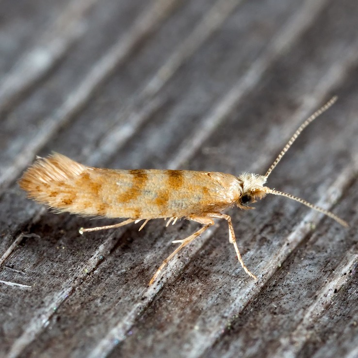 2435  – Argyresthia alternatella