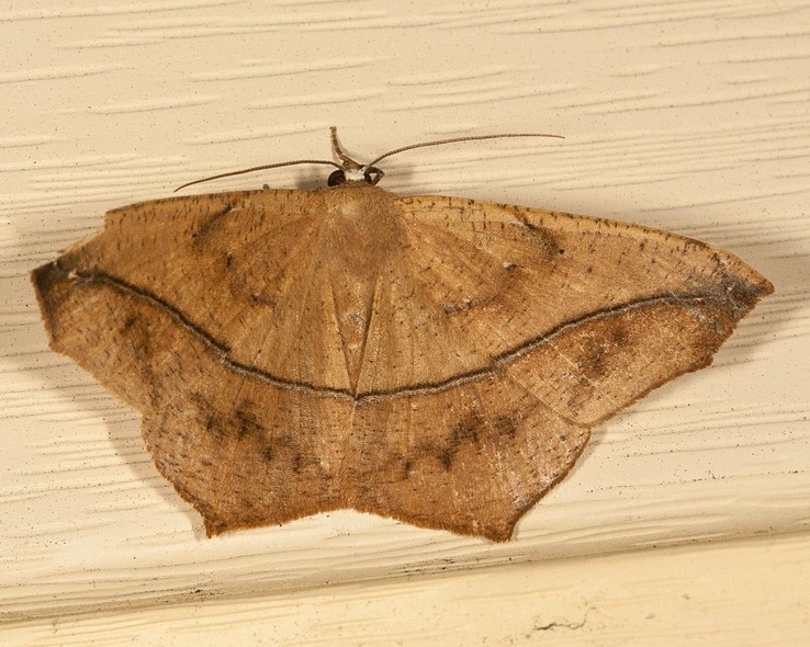 6982 Large Maple Spanworm Moth (Prochoerodes lineola)