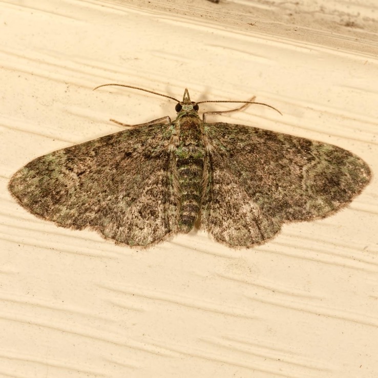 7625 Green Pug (Pasiphila rectangulata)