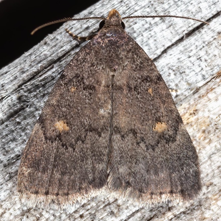 8329 Orange-spotted Idia (Idia diminuendis)