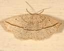 6941 Confused Eusarca (Eusarca confusaria)