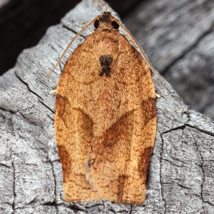 3635 Oblique-banded Leafroller - Choristoneura rosaceana female