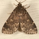 8334 Glossy Black Idia Moth (Idia lubricalis) 