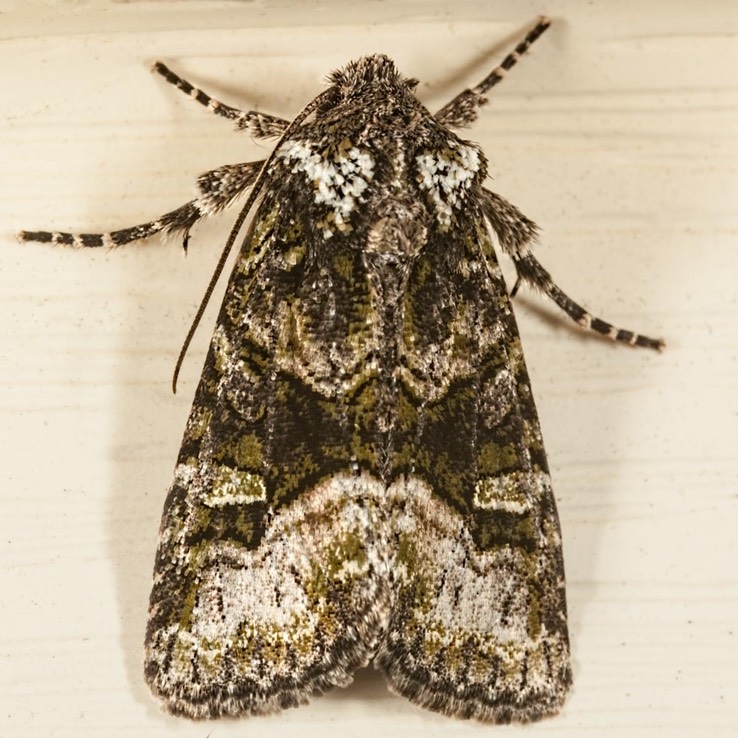 10406 Olive Arches Moth (Lacinipolia olivacea)