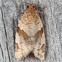 3689  (Clepsis virescana)