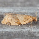 3689  (Clepsis virescana)