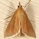 4937 Streaked Orange Moth (Nascia acutellus)