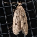 1062 (Carolana ascriptella) male