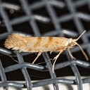 2435 (Argyresthia alternatella)