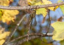 IMG 0379-Edit