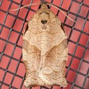 3635 Oblique-banded Leafroller Moth (Choristoneura rosaceana)