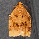 3661 Ugly-nest Caterpillar Moth (Archips cerasivorana)