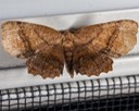 6835  Scallop Moth (Cepphis armataria)