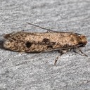 0412 (Niditinea orleansella)