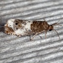IMG 0391-Edit