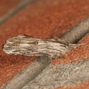 8070 White-streaked Prominent (Oligocentria lignicolor)