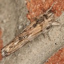 8070 White-streaked Prominent (Oligocentria lignicolor)