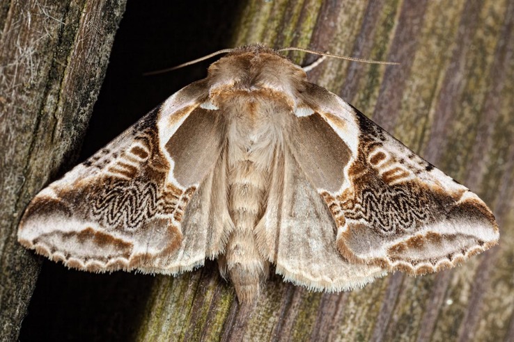 6235 Lettered Habrosyne Moth (Habrosyne scripta) 