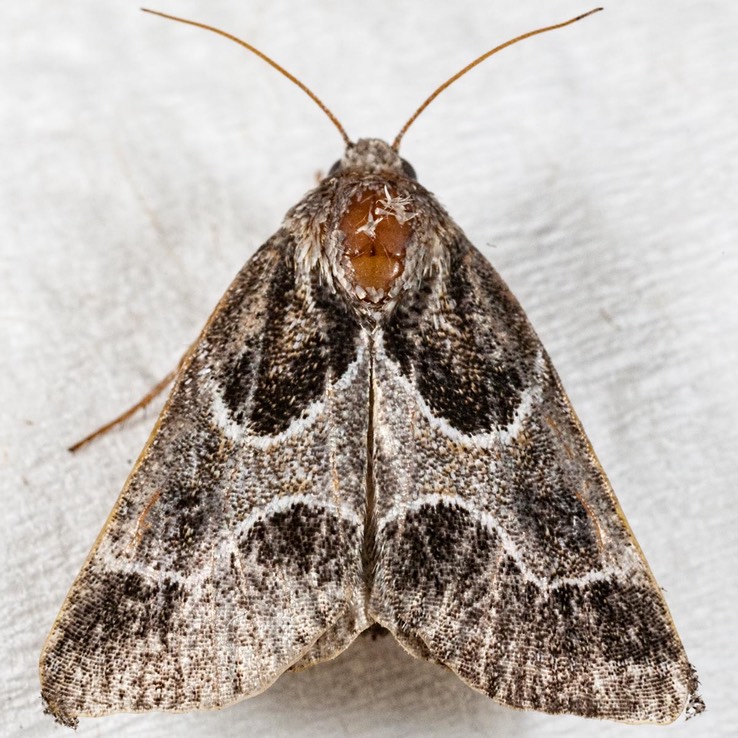 11135 Ragweed Flower Moth (Schinia rivulosa)