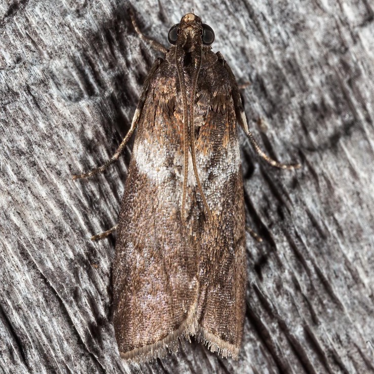 800313.00 – 5775.2 – Salebriaria rufimaculatella 