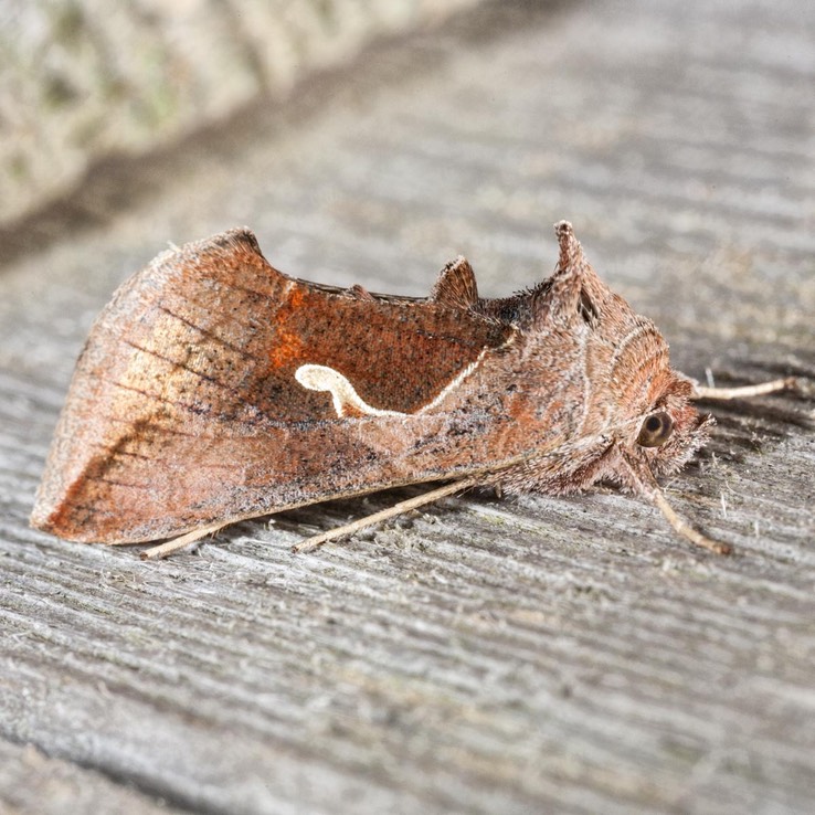 8924 Celery Looper (Anagrapha falcifera)