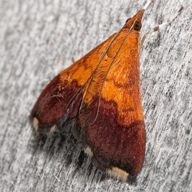 5040 Bicolored Pyrausta (Pyrausta bicoloralis)