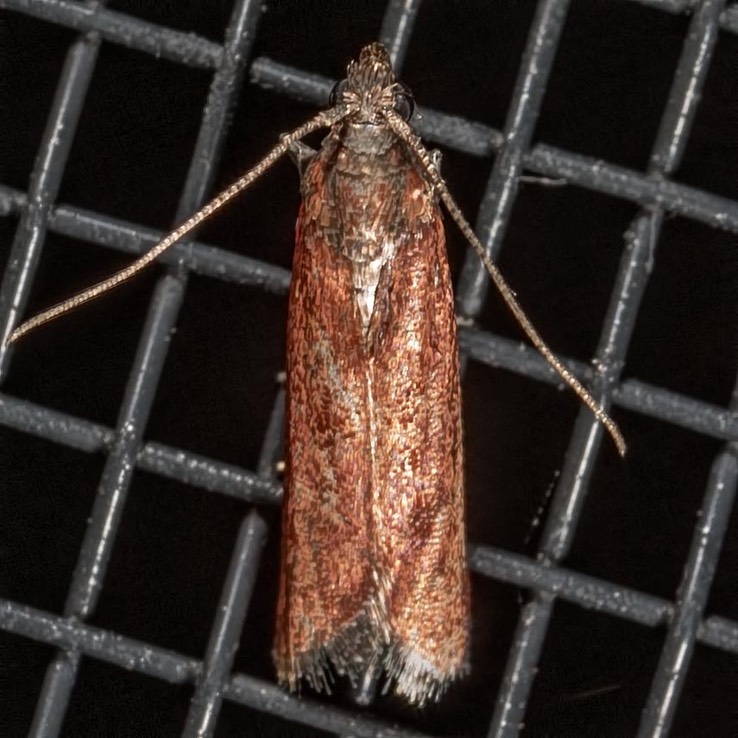 6029 (Varneria postremella)