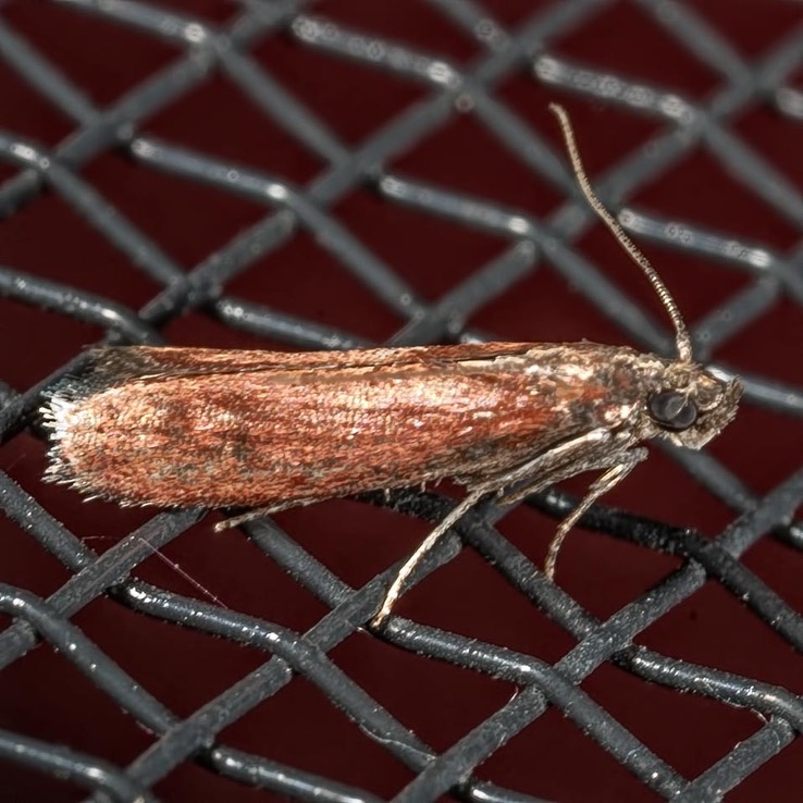 6029 (Varneria postremella)