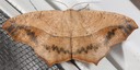 6982 Large Maple Spanworm Moth (Prochoerodes lineola)