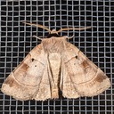 10955 Pale-banded Dart - Agnorisma badinodis - Male