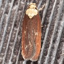 0924.1 Purple Carrot-seed Moth (Depressaria depressana)