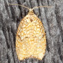 3501 Maple Leaftier - Acleris forsskaleana