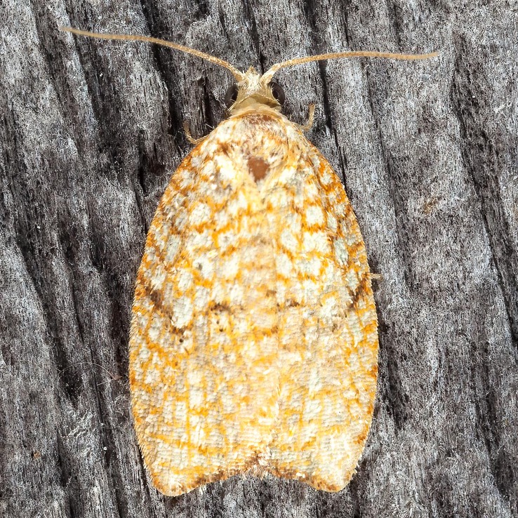 3501 Maple Leaftier - Acleris forsskaleana