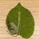 0852 Common Aspen Leaf Miner (Phyllocnistis populiella)