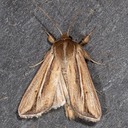 10431 Wheat Head Armyworm Moth (Faronta diffusa)