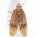 0956 Black-fringed Leaftier Moth Psilocorsis cryptolechiella