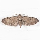 7586.1 Eupithecia absinthiata