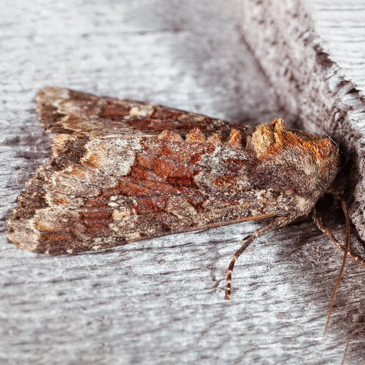 9348 Yellow-headed Cutworm Moth (Apamea amputatrix)