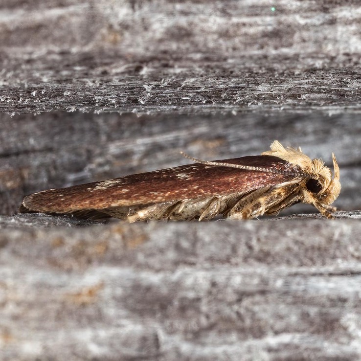 0924.1 Purple Carrot-seed Moth Depressaria depressana