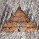 8379 Sociable Renia Moth  Renia factiosalis
