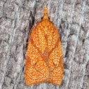 3720 Reticulated Fruitworm Moth Sparganothis reticulatana