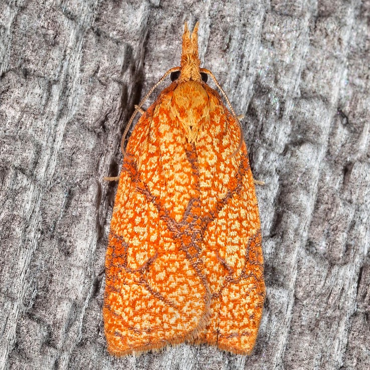 3720 Reticulated Fruitworm Moth Sparganothis reticulatana