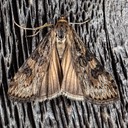 5156 Lucerne Moth (Nomophila nearctica)